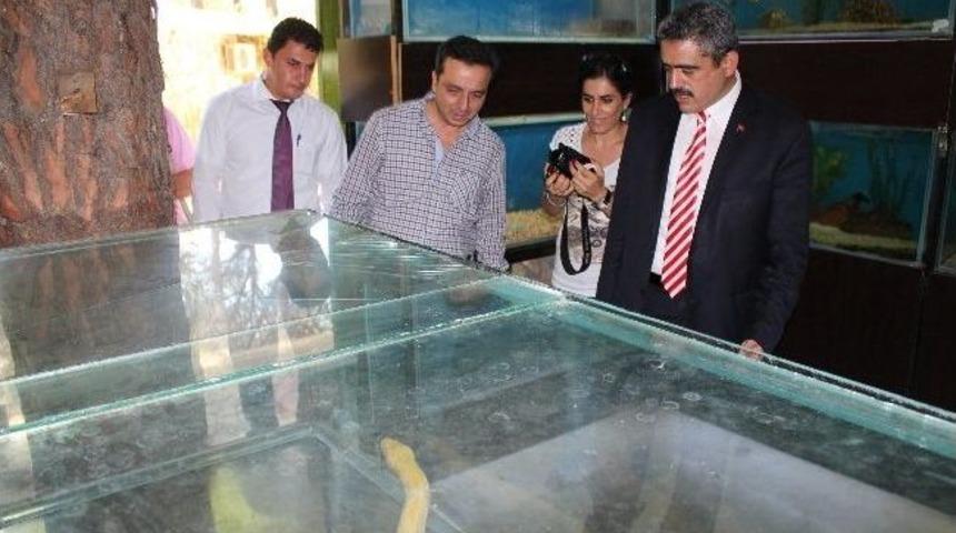 Muğla&rsquo;da Yakalanan Ka&ccedil;ak Piton Nazilli&rsquo;ye Getirildi