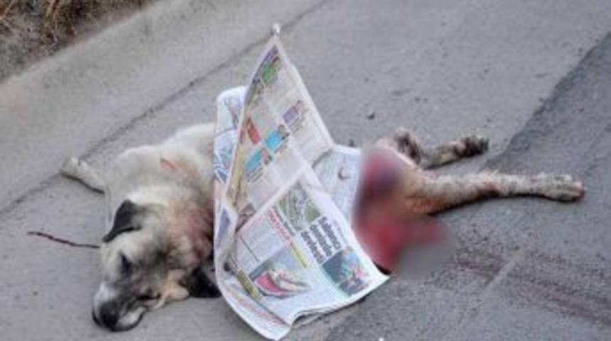 K&ouml;peğe &ccedil;arpmamak direksiyonu kırdı, az kalsın canından oluyordu