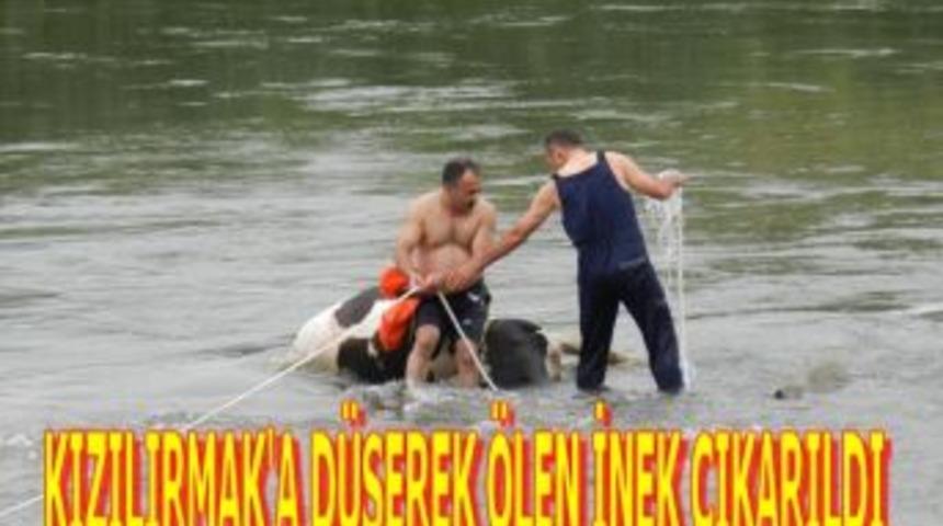 Kızılırmak&rsquo;a d&uuml;şerek &ouml;len inek &ccedil;ıkarıldı