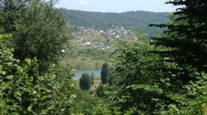 Geniş Yapraklı Orman Işe Yaradı Yangınlar Azaldı