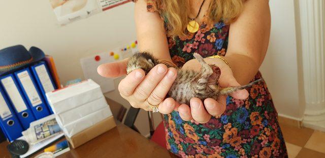 Kırklareli'nde ayağı koparılmış yavru kedi bulundu