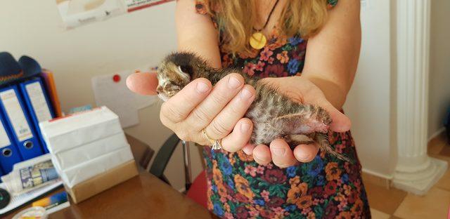 Kırklareli'nde ayağı koparılmış yavru kedi bulundu
