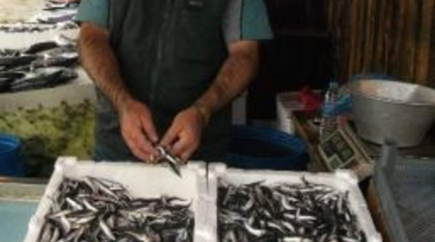 Havalar Soğudu Hamsi Kendini G&ouml;stermeye Başladı