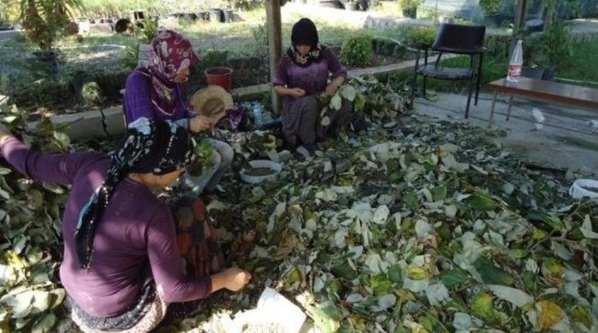 Sakarya&rsquo;da Ihlamur Ekimleri Tamamlandı