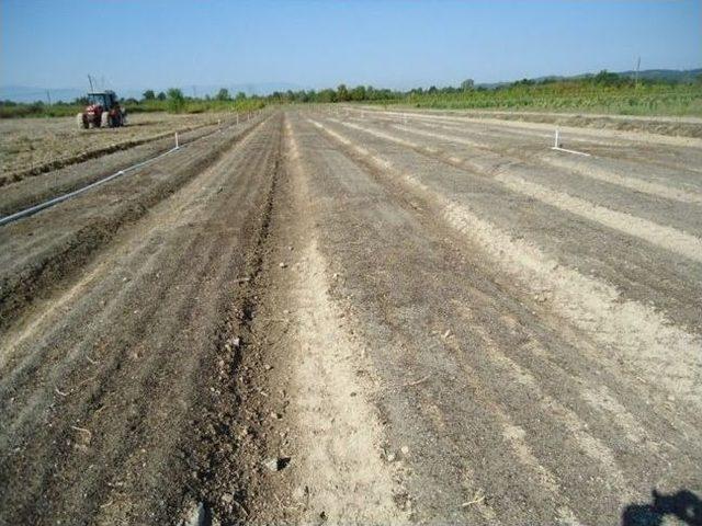 Sakarya’da Ihlamur Ekimleri Tamamlandı