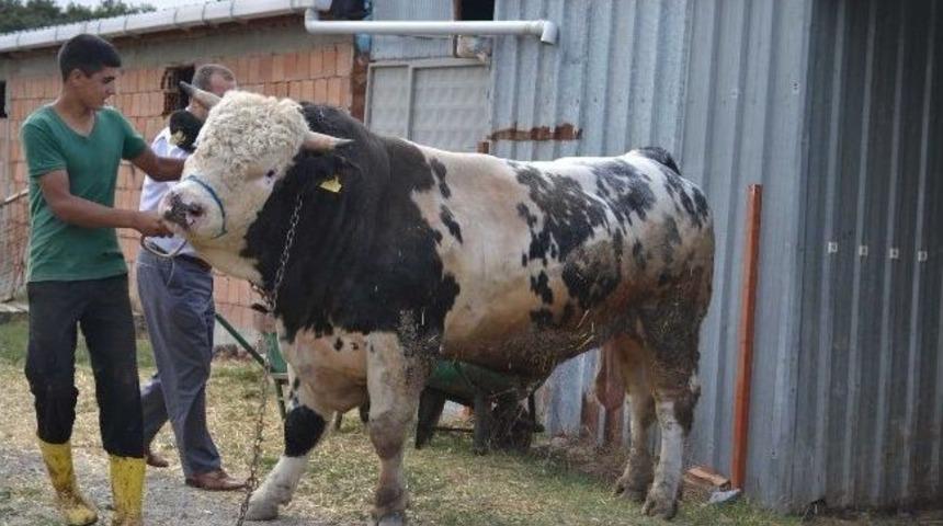 Trakya&rsquo;nın Kralı 14 Bin Tl&rsquo;ye Satıldı