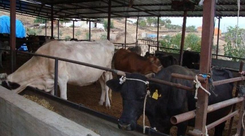 Krediyle Alınan S&uuml;t İnekleri Mezbahada Kesim Sırası Bekliyor