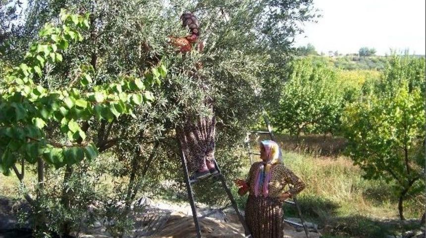 Mut&rsquo;ta Zeytin Hasadı Başladı