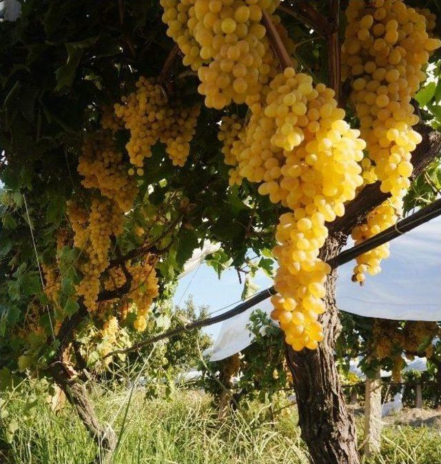 Sarıgöl’de Şifa Kaynağı Pekmez Evlerde Hazırlanıyor