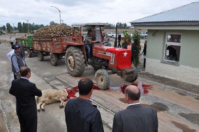 Şeker Pancarı Alımı Başladı