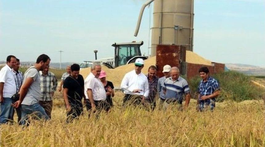 G&ouml;nen'de 80 Bin 790 Dekar Alanda &Ccedil;eltik Ekimi Yapıldı