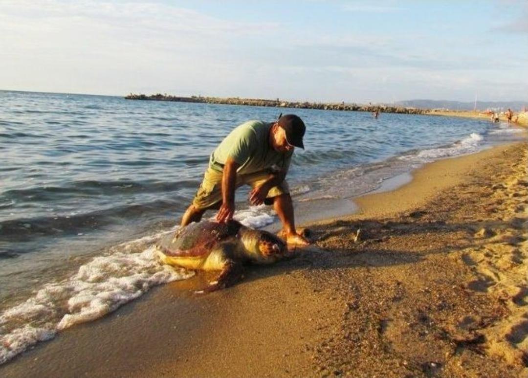 Bir Caretta Caretta &Ouml;l&uuml;, Bir Chelonia Mydas Yaralı Bulundu