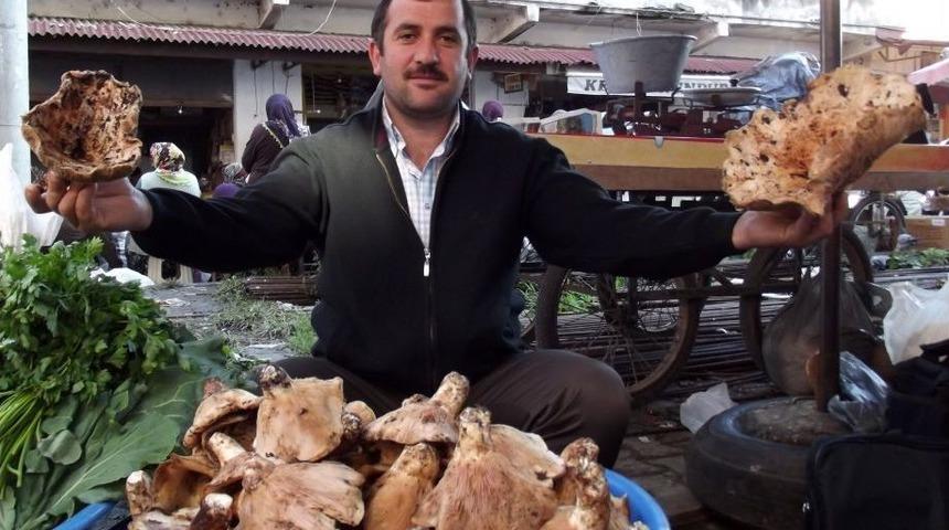 S&ouml;ğ&uuml;t Ve Geyik Mantarı Pazarda Yerini Aldı