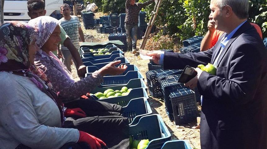 Başkan &Ouml;zgan Narenciye Bah&ccedil;elerini Gezdi, Iş&ccedil;ilerinin Sorunlarını Dinledi