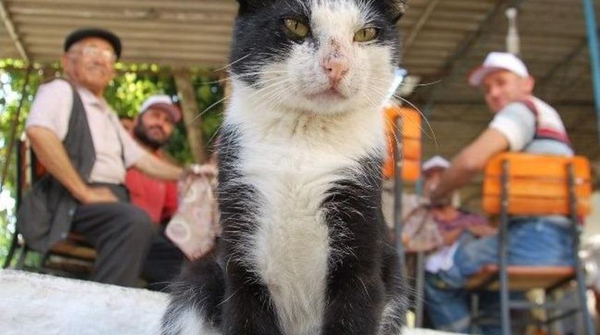 Tekir Kızılcak&ouml;y&rsquo;&uuml;n Maskotu Oldu