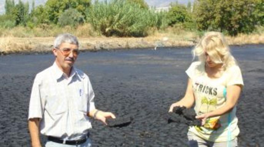 Siyah K&acirc;bus, Beyaz Altına G&uuml;bre Olacak