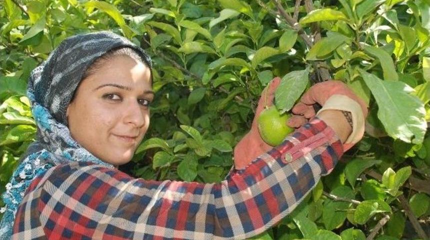 Silifke&rsquo;de Limon Hasadı Başladı