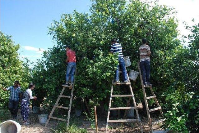 Silifke’de Limon Hasadı Başladı