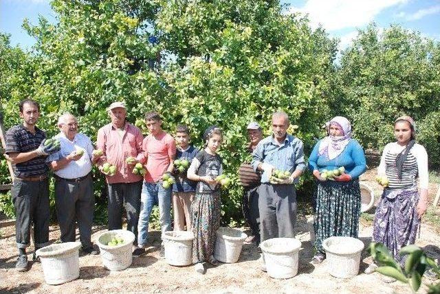 Silifke’de Limon Hasadı Başladı