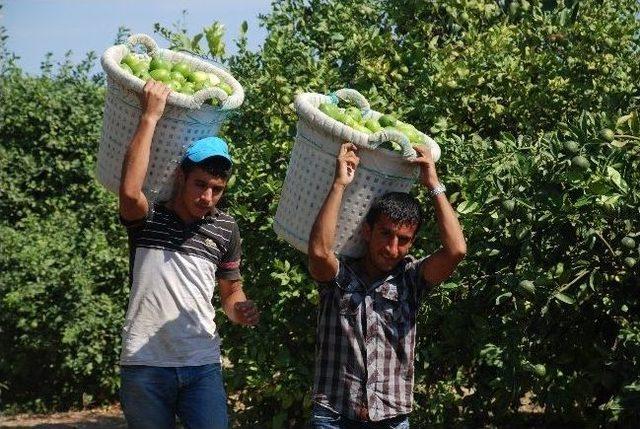 Silifke’de Limon Hasadı Başladı