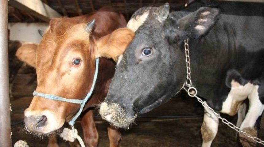 Kurbanlık Hayvanlardan Ş&uuml;phe Duyarsanız Pasaportunu İsteyin