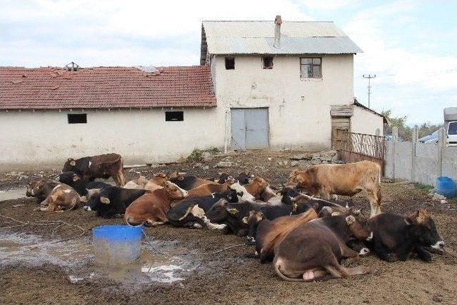 Kurbanlık Hayvanlardan Şüphe Duyarsanız Pasaportunu İsteyin