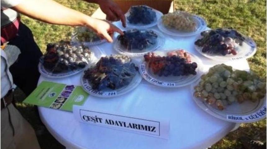 Pamukova İl&ccedil;e Gıda Tarım Ve Hayvancılık M&uuml;d&uuml;rl&uuml;ğ&uuml; Tekirdağ&rsquo;da Bağ Bozumu Etkinliklerine Katıldı