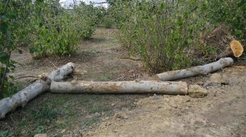 Dere Islahında Ağa&ccedil; Katliamı