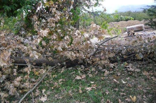 Dere Islahında Ağaç Katliamı