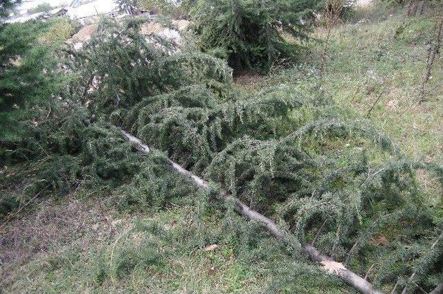 Dere Islahında Ağaç Katliamı