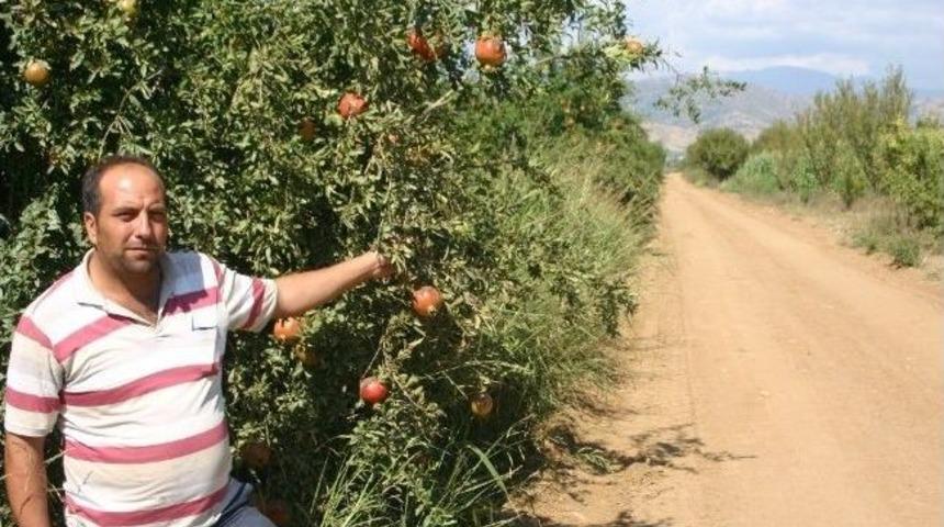 &ldquo;ağa&ccedil;larımız Kesileli Bir Yıl Oldu, Paradan Ses Seda Yok&rdquo;