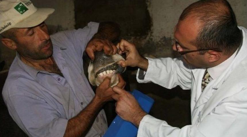 Yozgat&rsquo;ta Kurbanlık Hayvanlar Sıkı Denetimden Ge&ccedil;iriliyor