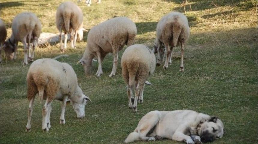 Uludağ'ın Zirvesinde Kekikle Beslenen Koyunlar Ağıllarına D&ouml;nmeye Başladı