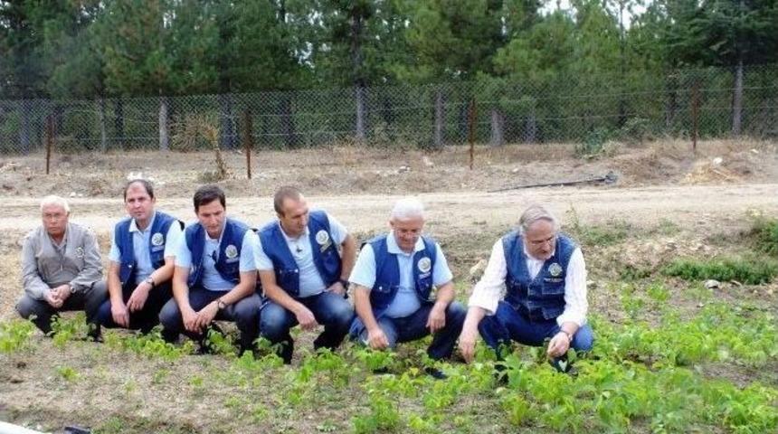 G&uuml;ld&uuml;ren Fidanlığında Ceviz Ve Badem Fidanı &Uuml;retimine Başlandı
