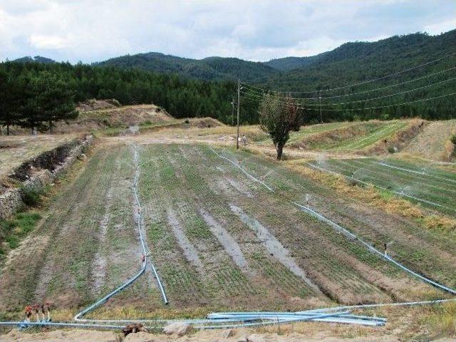 Güldüren Fidanlığında Ceviz Ve Badem Fidanı Üretimine Başlandı