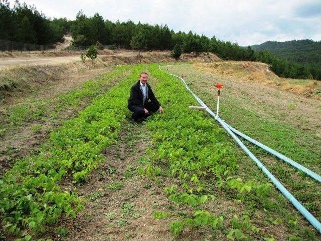 Güldüren Fidanlığında Ceviz Ve Badem Fidanı Üretimine Başlandı