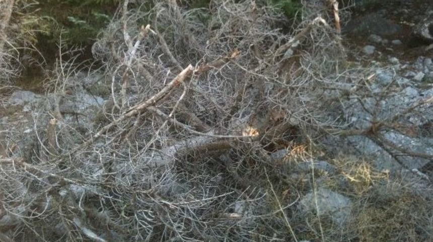 Aladağlar&rsquo;da Ormanlık Alan Yok Oluyor