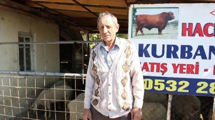 Edirne'de Kurbanlıklar, Satışa Hazır