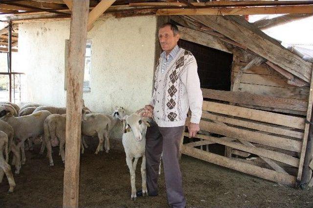 Edirne'de Kurbanlıklar, Satışa Hazır