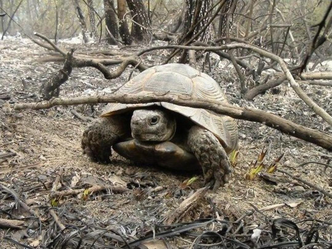 Altı Hektar Ormanlık Alan K&uuml;l Oldu