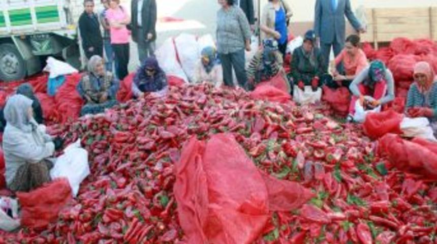 Milletvekili Kaleli, Kadınlarla Salçalık Biber Kesti