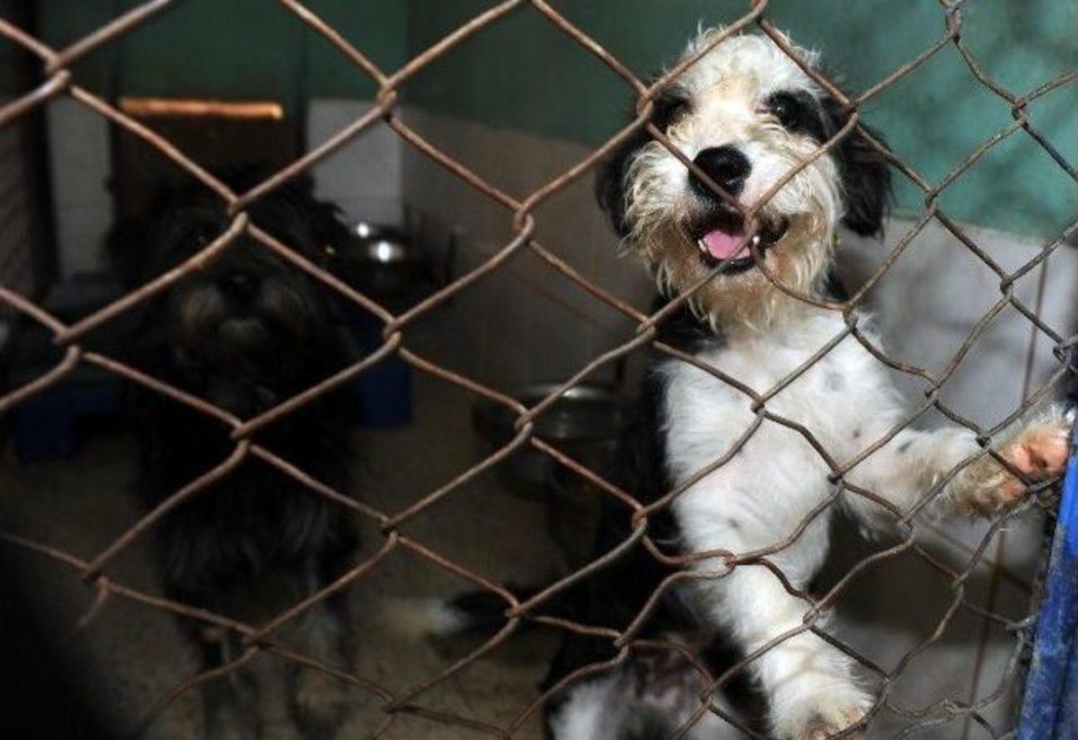 Barinaktaki Kopekler Sahiplerini Bekliyor Antalya Haberleri