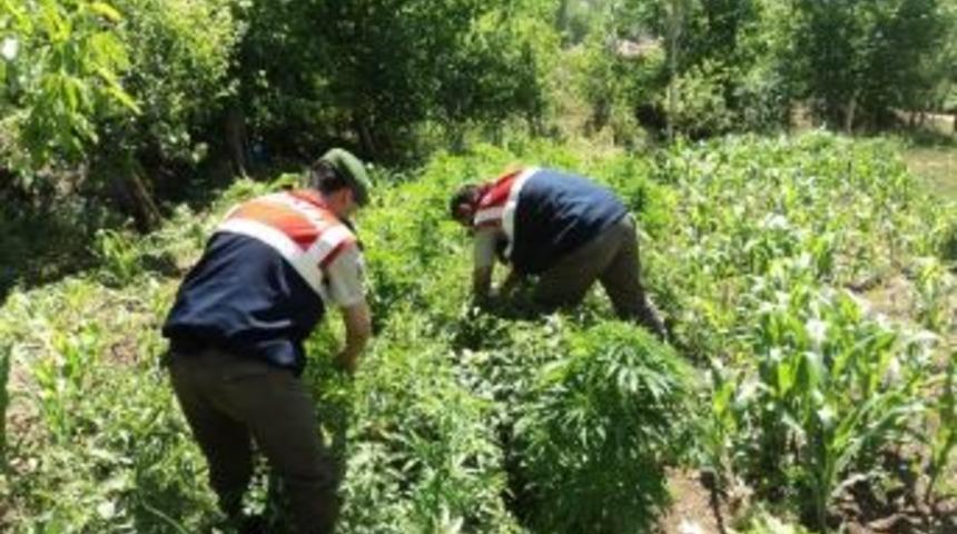 Jandarma 63 K&ouml;k Kenevir Ele Ge&ccedil;irdi