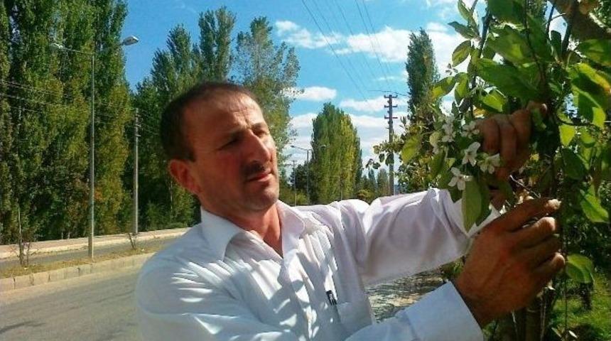 Sıcak Havayı G&ouml;ren Vişne Ağacı Sonbaharda &Ccedil;i&ccedil;ek A&ccedil;tı