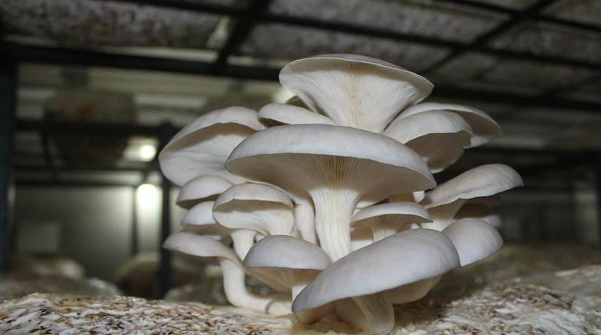 İstiridye Kayın Mantarı &Uuml;reticisinin Y&uuml;z&uuml;n&uuml; G&uuml;ld&uuml;r&uuml;yor