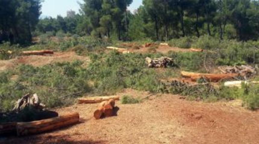 İzmir&rsquo;de Mezarlık I&ccedil;in 100'e Yakın &Ccedil;am Ağacı Kesildi