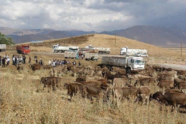 Yüksekova’da Hayvancılık Gelişiyor