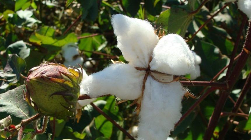 'Nemli Pamuk Toplanmasın, &Ccedil;ır&ccedil;ır&ccedil;ı Da Almasın' Uyarısı