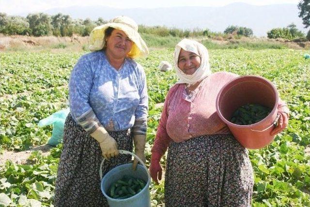 Ödemiş'te Turşuluk Salatalık Üreticinin Yüzünü Güldürdü