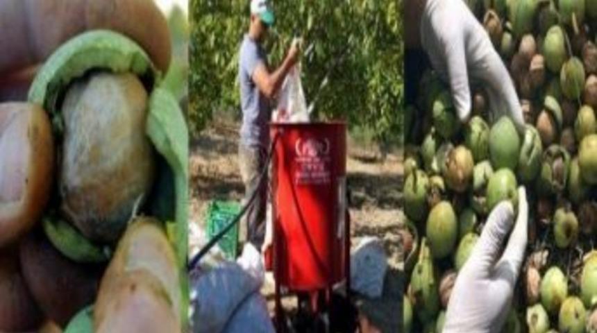 Kaman Cevizi'nde Hasat D&ouml;nemi Başladı